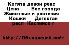 Котята девон рекс › Цена ­ 1 - Все города Животные и растения » Кошки   . Дагестан респ.,Каспийск г.